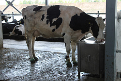 Водопоение